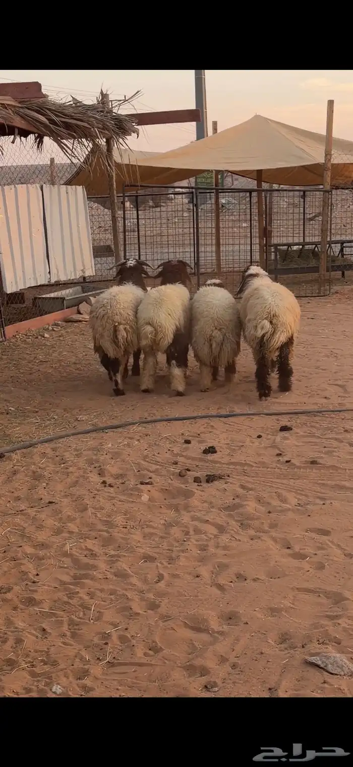 طليان نعيم 1