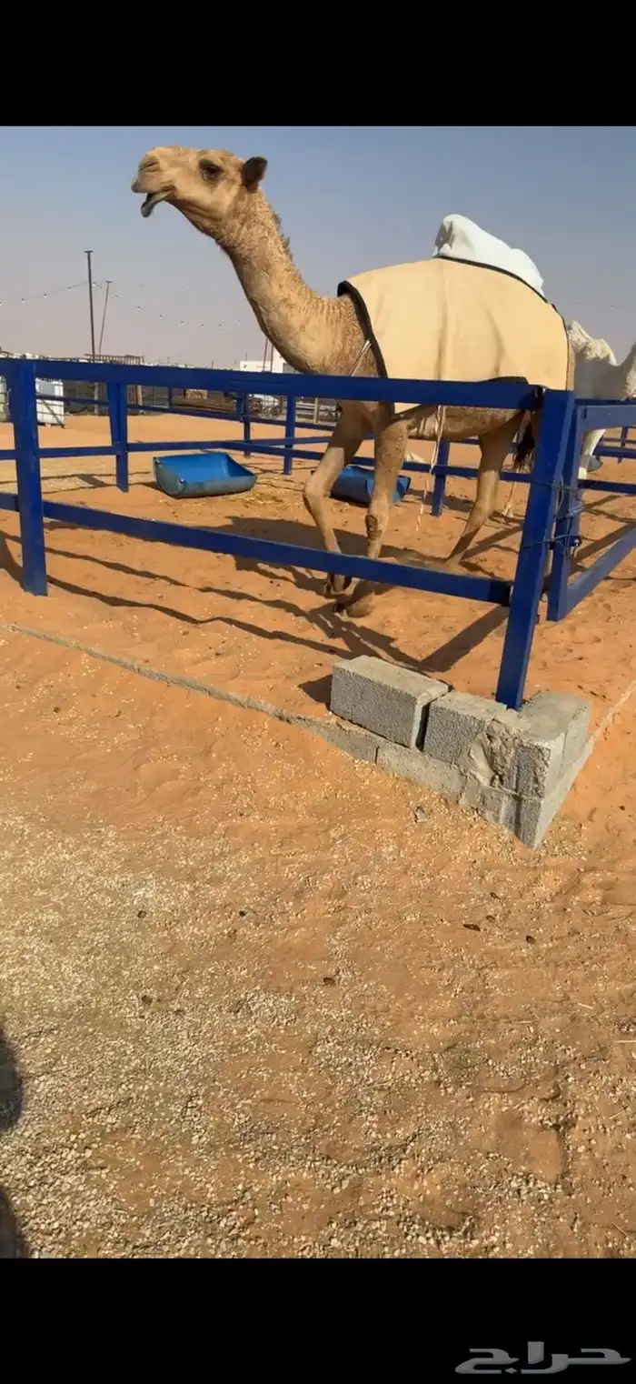 بكره شعلا كفوو ياهل البداوه 1