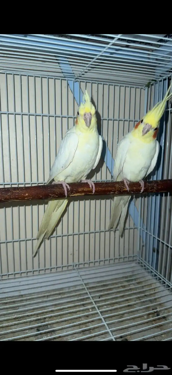 زوجين كروان منتجه 0