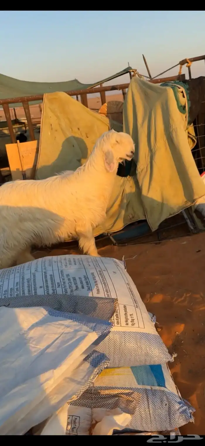 جذعات صنف نجد 0