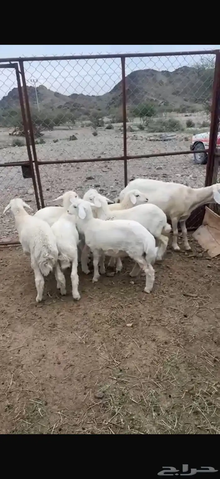 طليان ونعجه للبيع 0