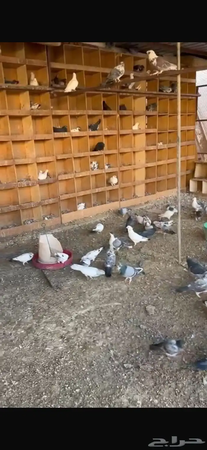 حمام مشكل للبيع 1