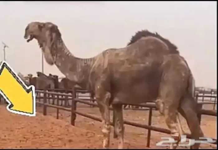 فحل رماني احمر ثني 1