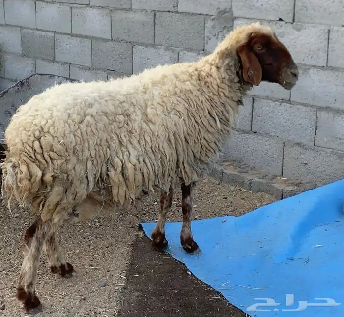 نعيميه ورفيديه 0