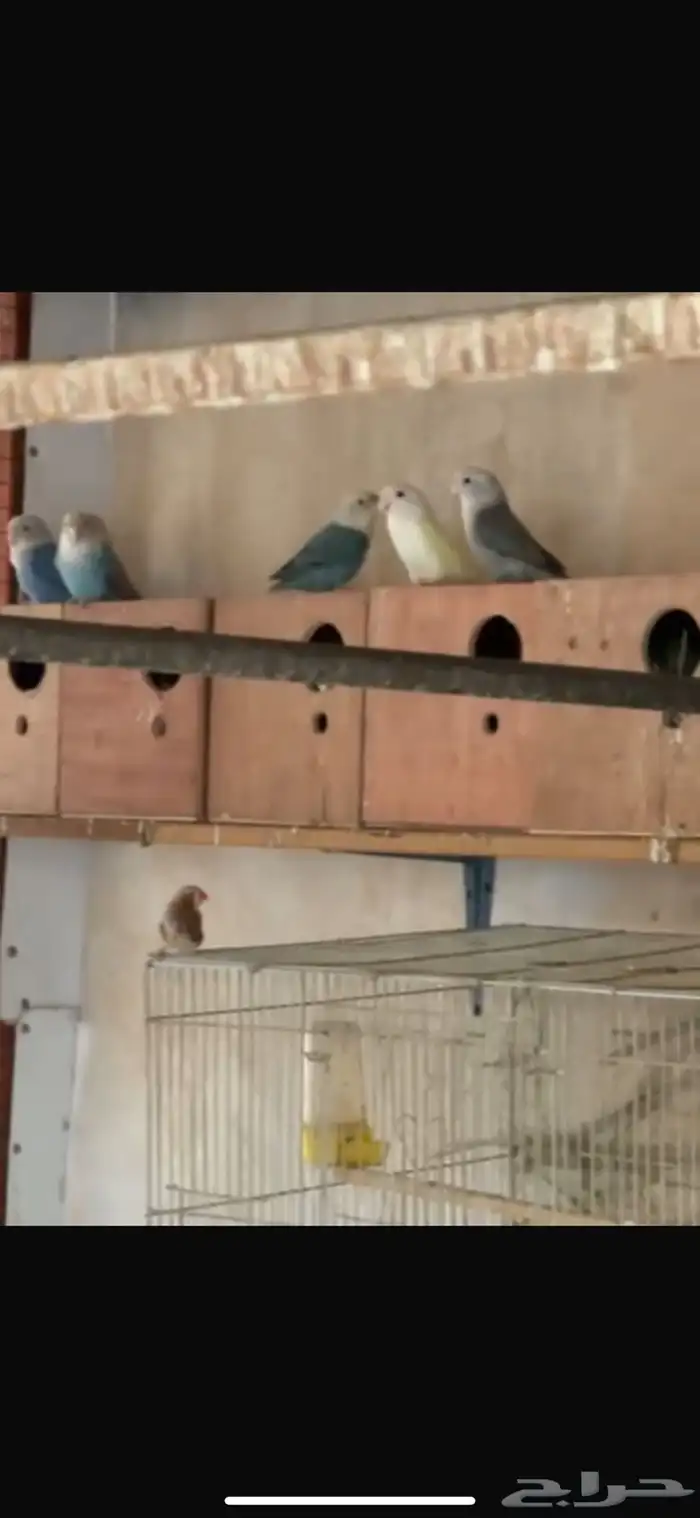 روز منتجين للبيع 1