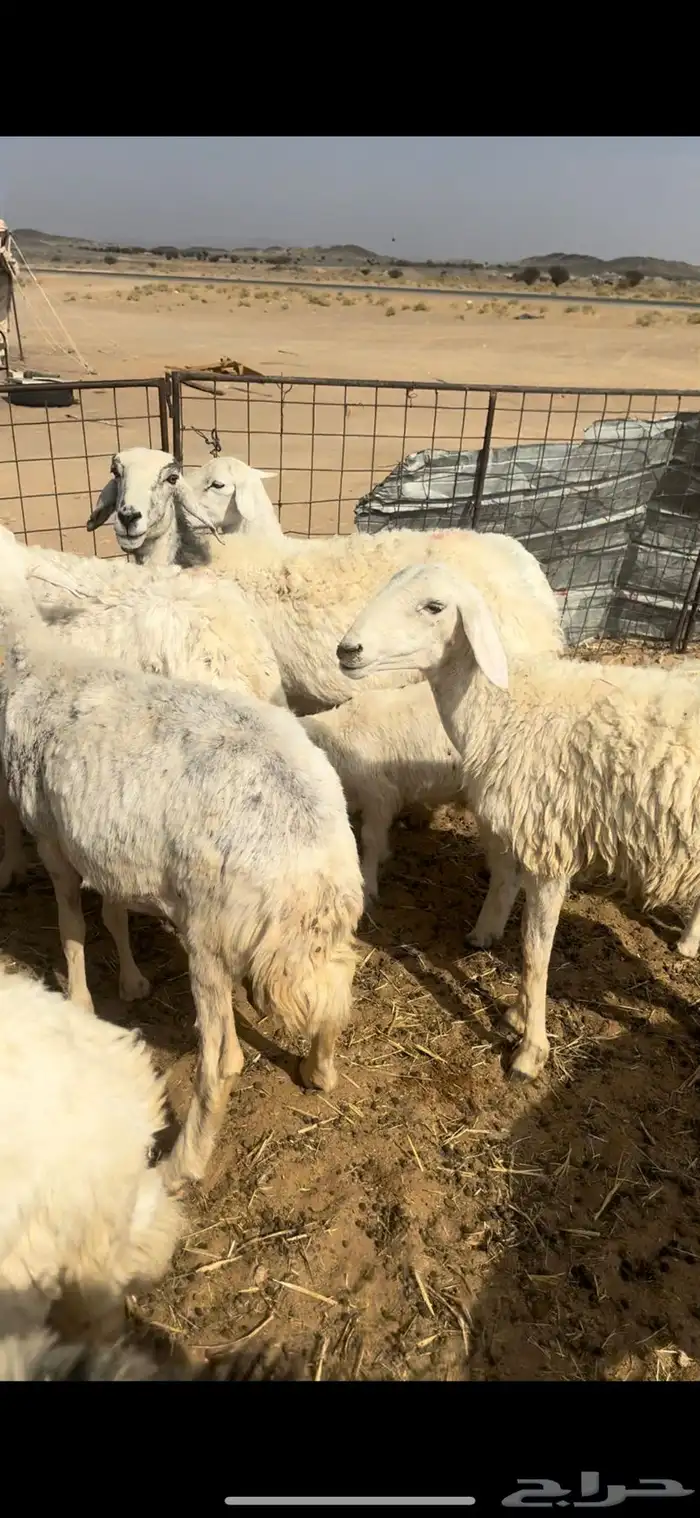 غنم مقاني متابيع السوم 1450 5