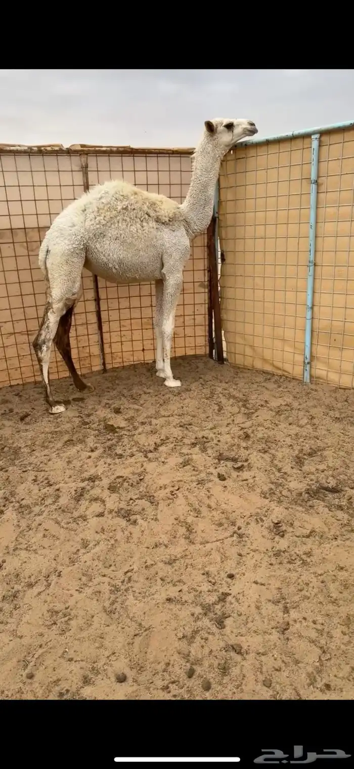 بكره للبيع 2