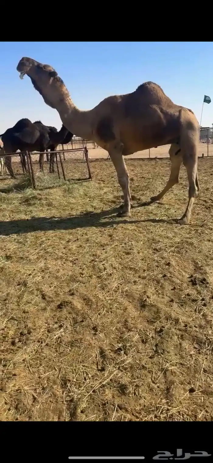 فحل احمر كفو جدا 0