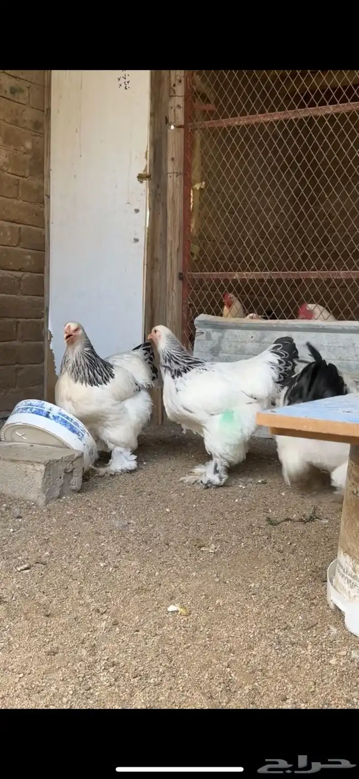 صوص براهما 4