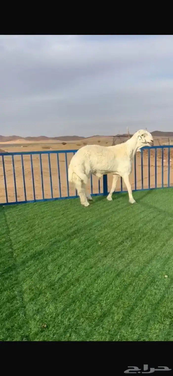 فحول مشاريع الموقع عفيف 0