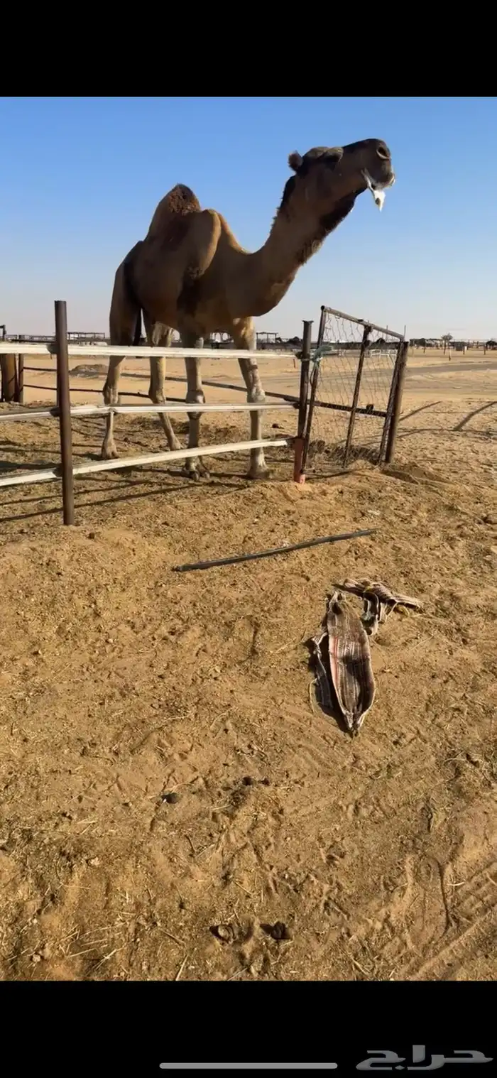 فحل احمر كفو جدا 3