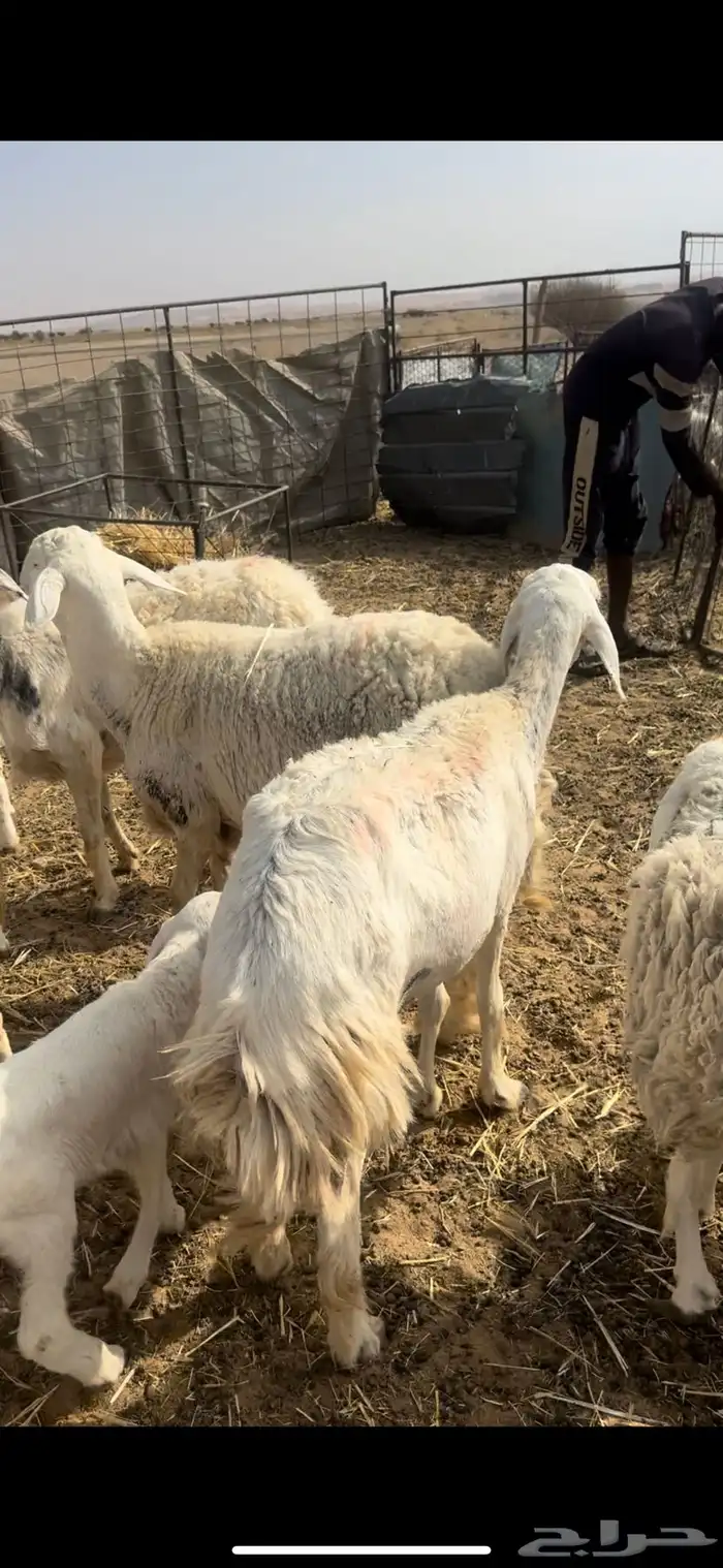 غنم مقاني متابيع السوم 1450 2