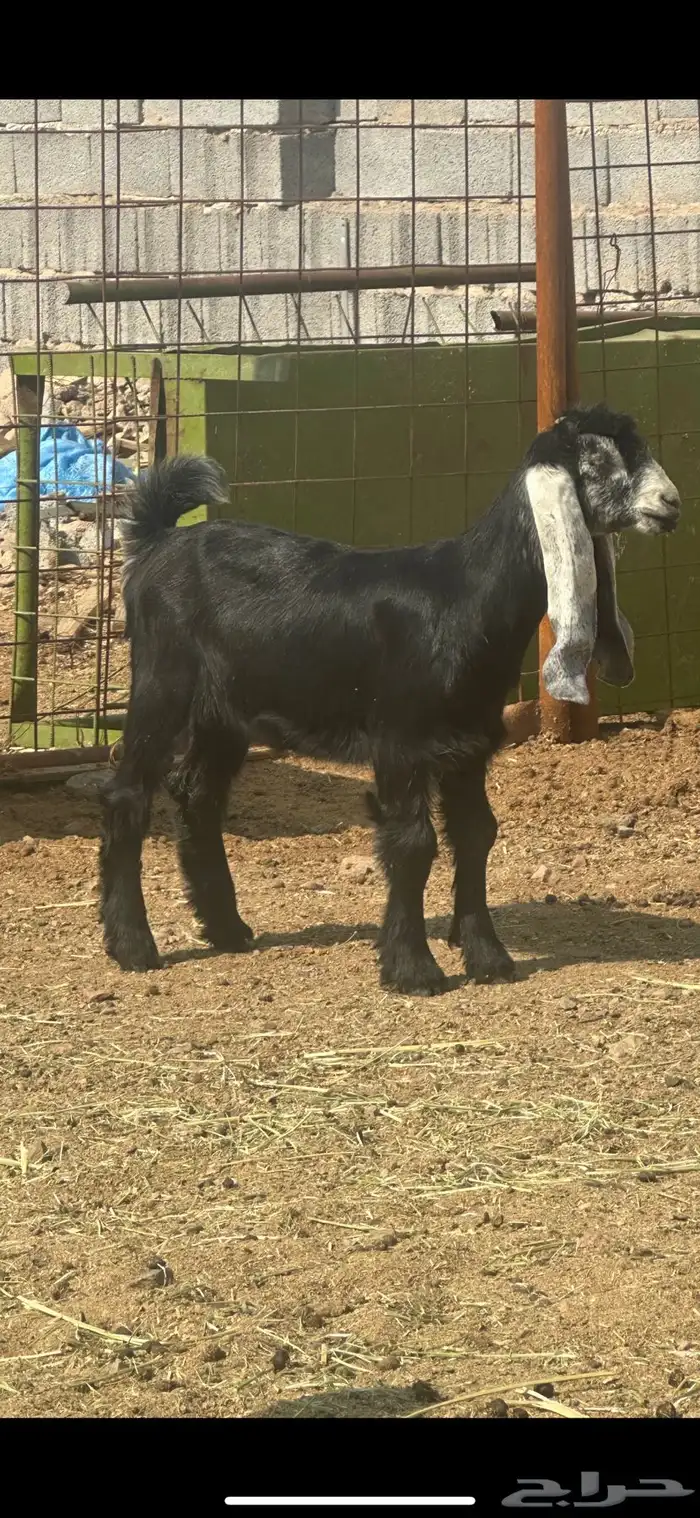 جفره عارضيه داغور جرم 2