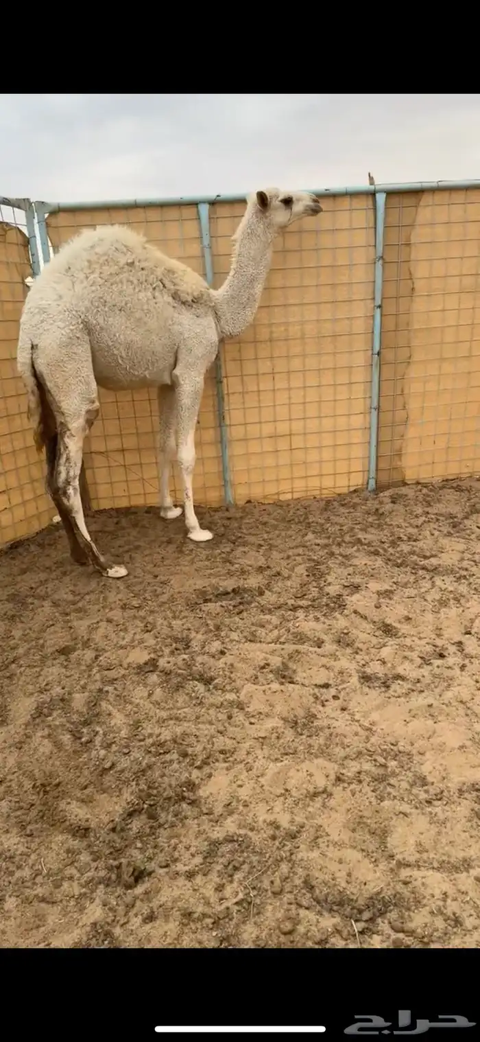 بكره للبيع 0