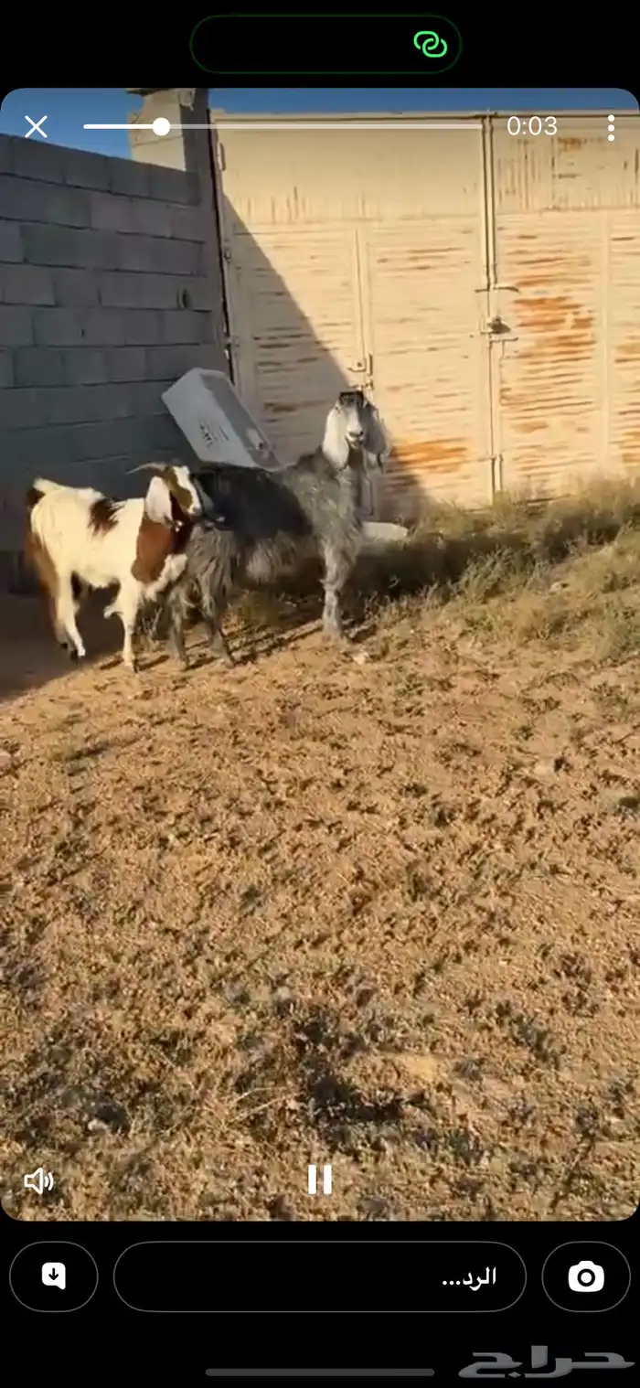 عنز دافع بثنين جبره وطيبه جدا منوة القناي 2