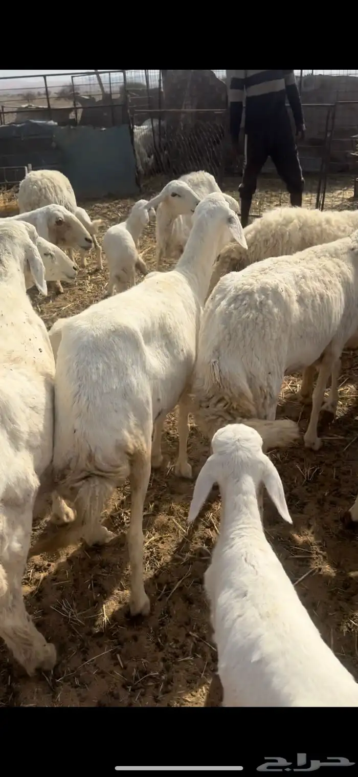 غنم مقاني متابيع السوم 1450 4