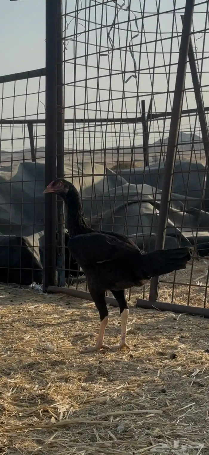 دجاج باكستاني 1