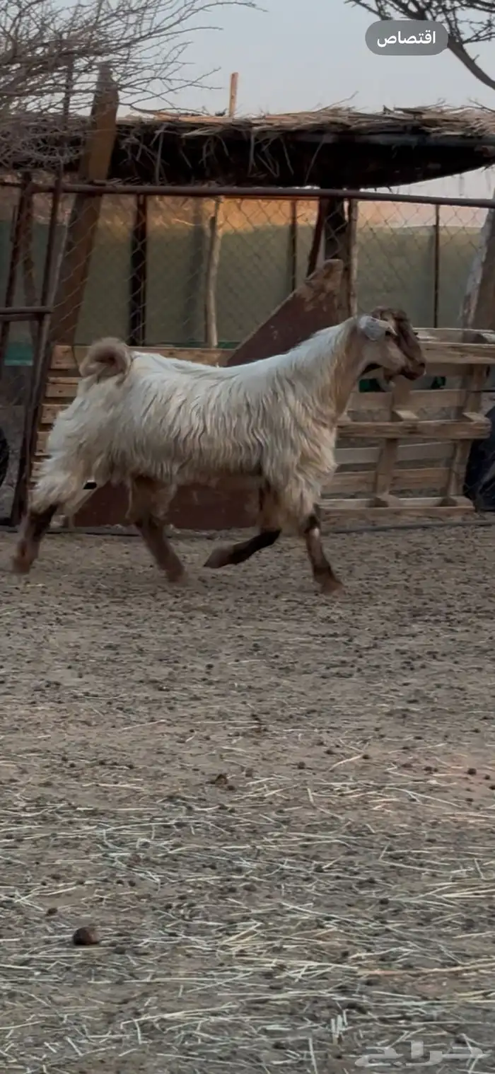 فحل مصري صافي 2