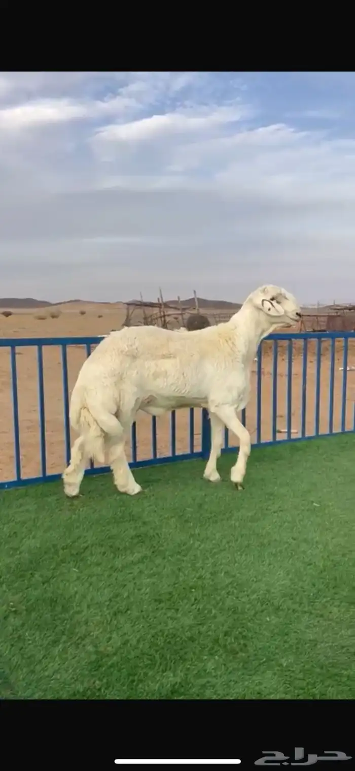 فحول مشاريع الموقع عفيف 1