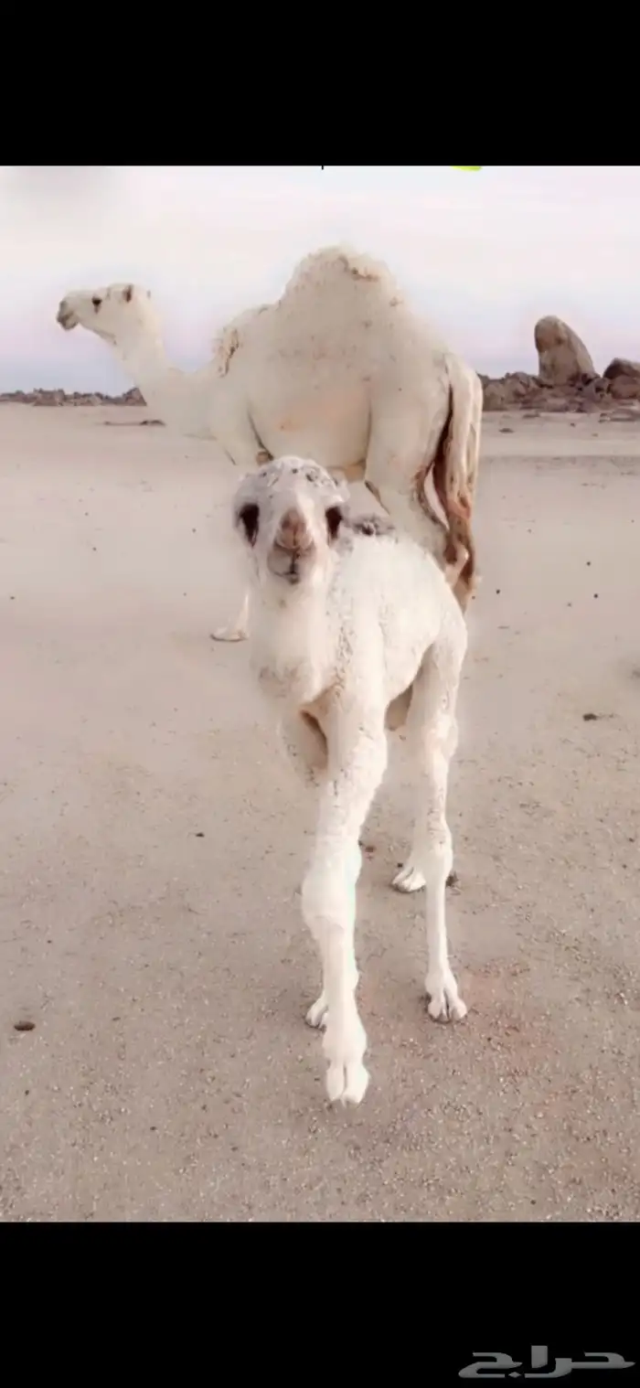 خلفه. رباع تحتها قعود هديه ونفسها زينه 2