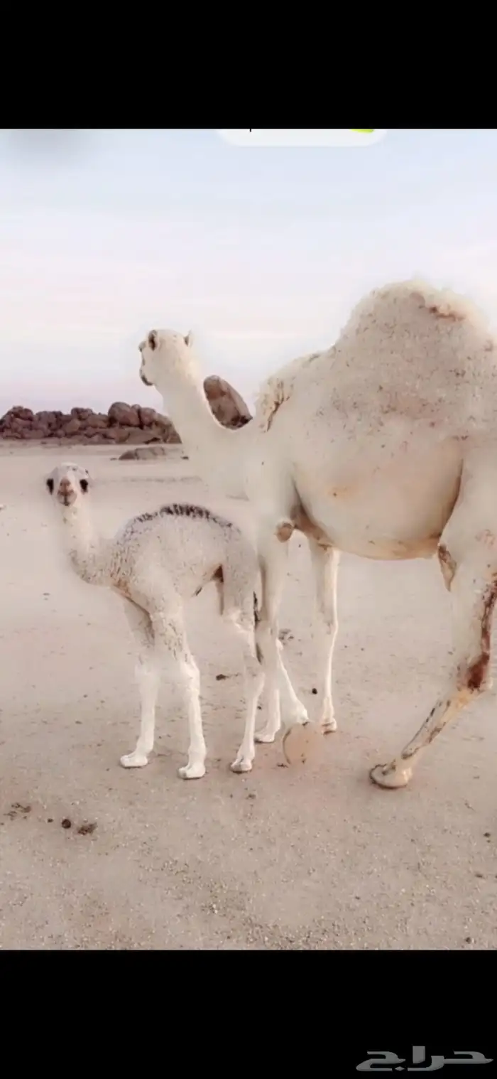 خلفه. رباع تحتها قعود هديه ونفسها زينه 1