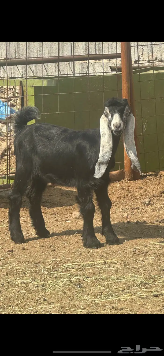 جفره عارضيه داغور جرم 1