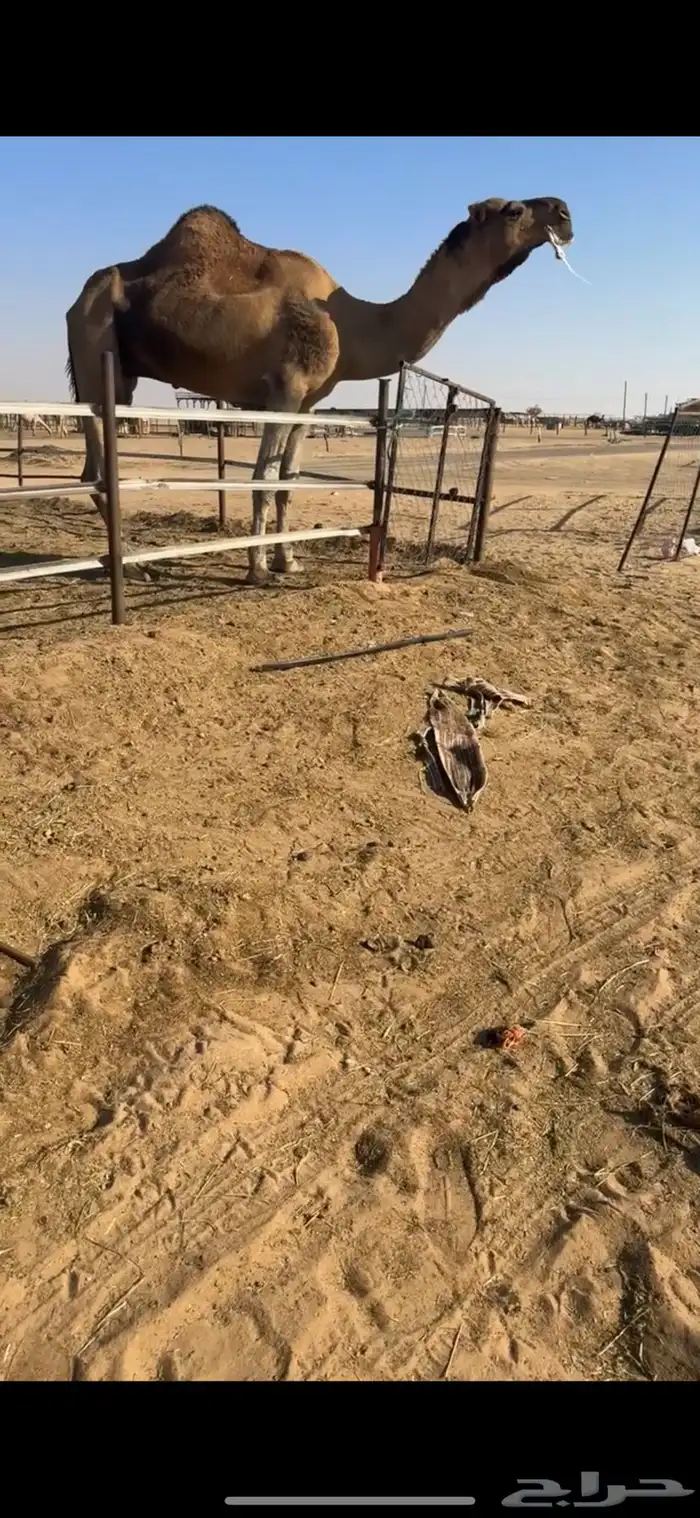 فحل احمر كفو جدا 2