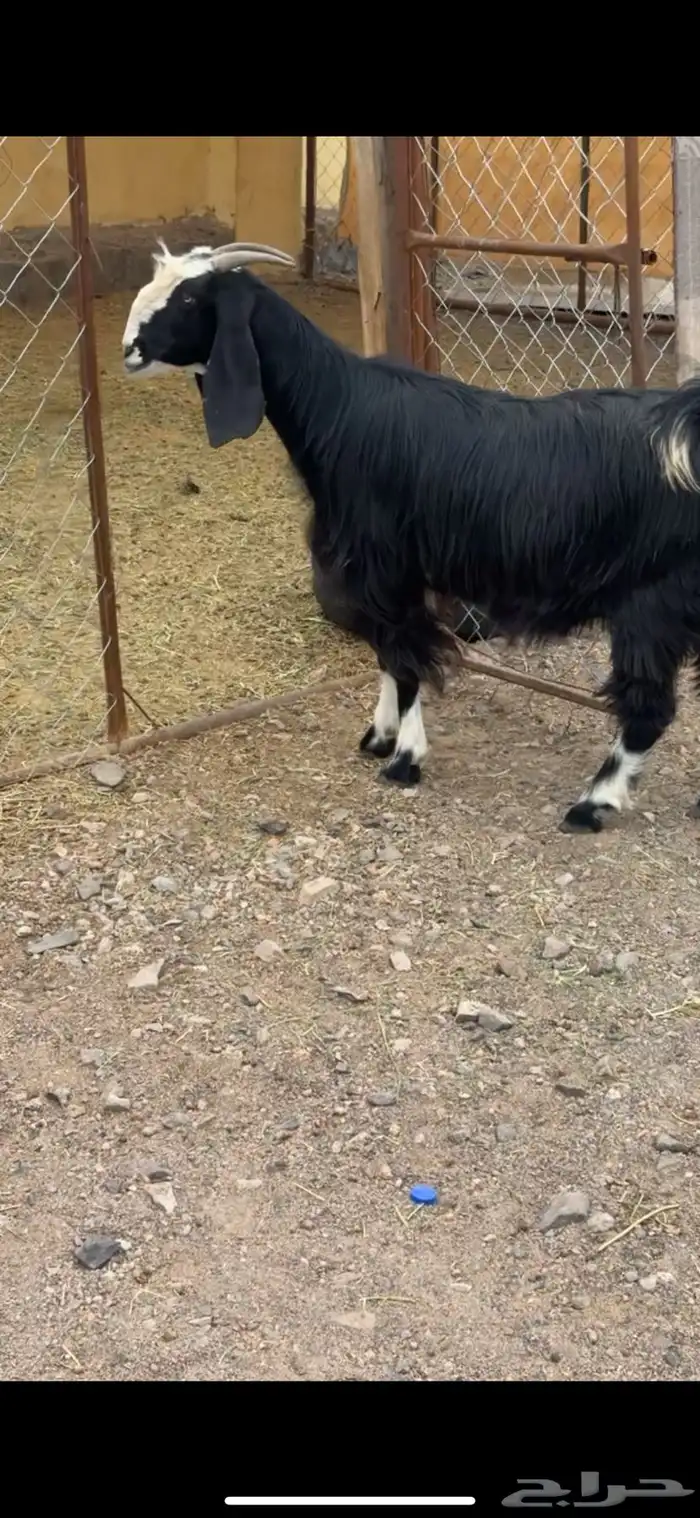 للبيع عنز عارضيه 3