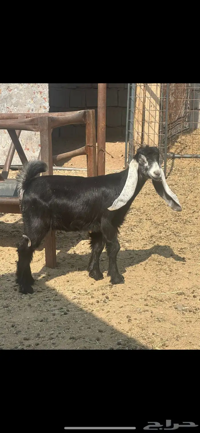 جفره عارضيه داغور جرم 0