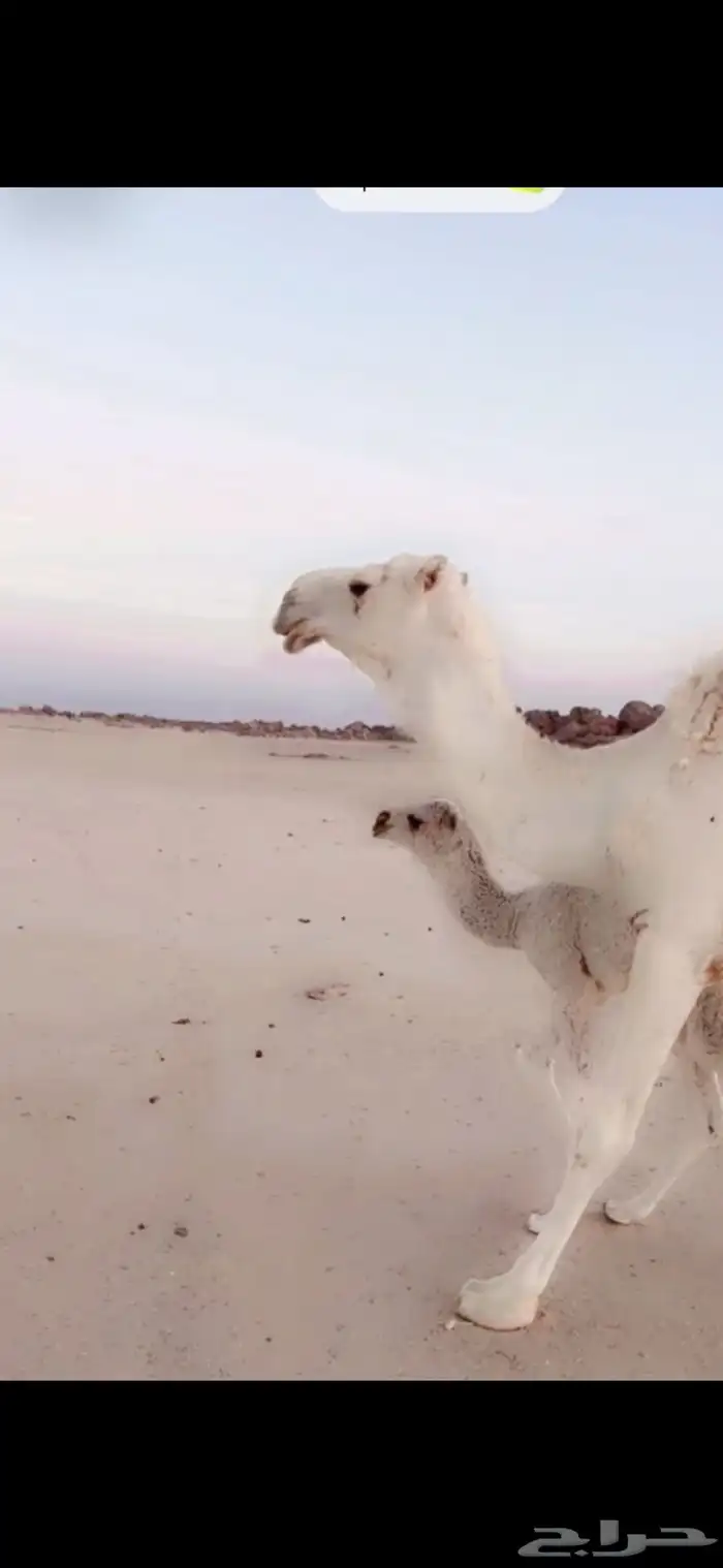 خلفه. رباع تحتها قعود هديه ونفسها زينه 0