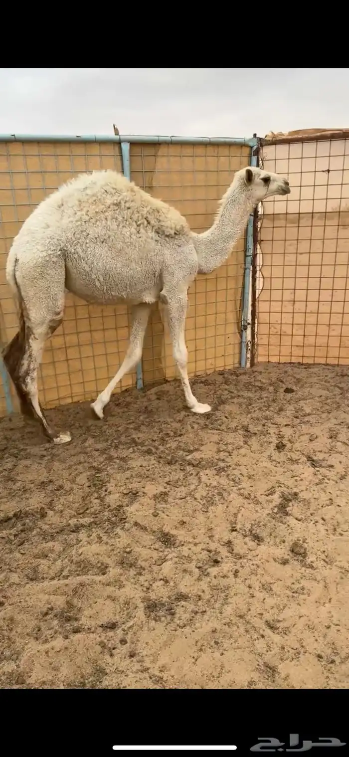 بكره للبيع 3