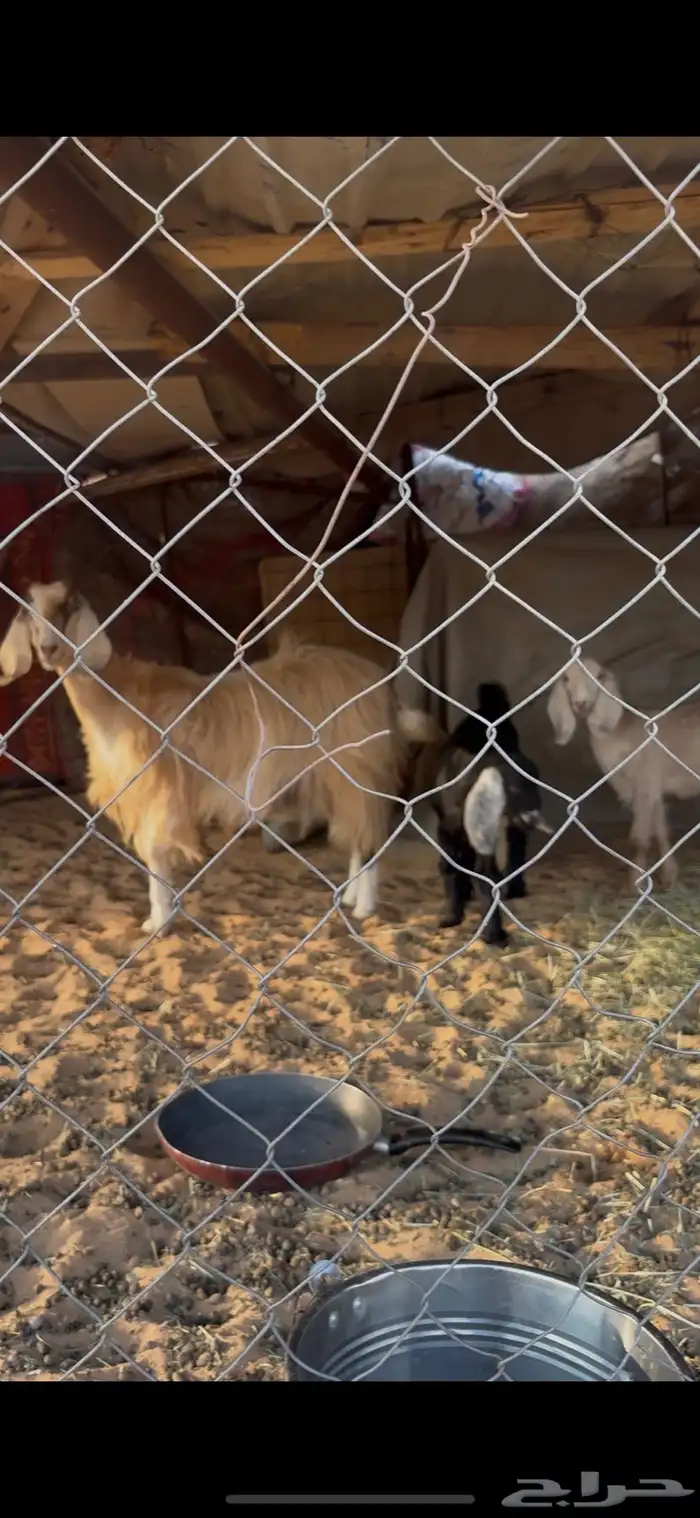 عنز تحتها 2 جفار 0