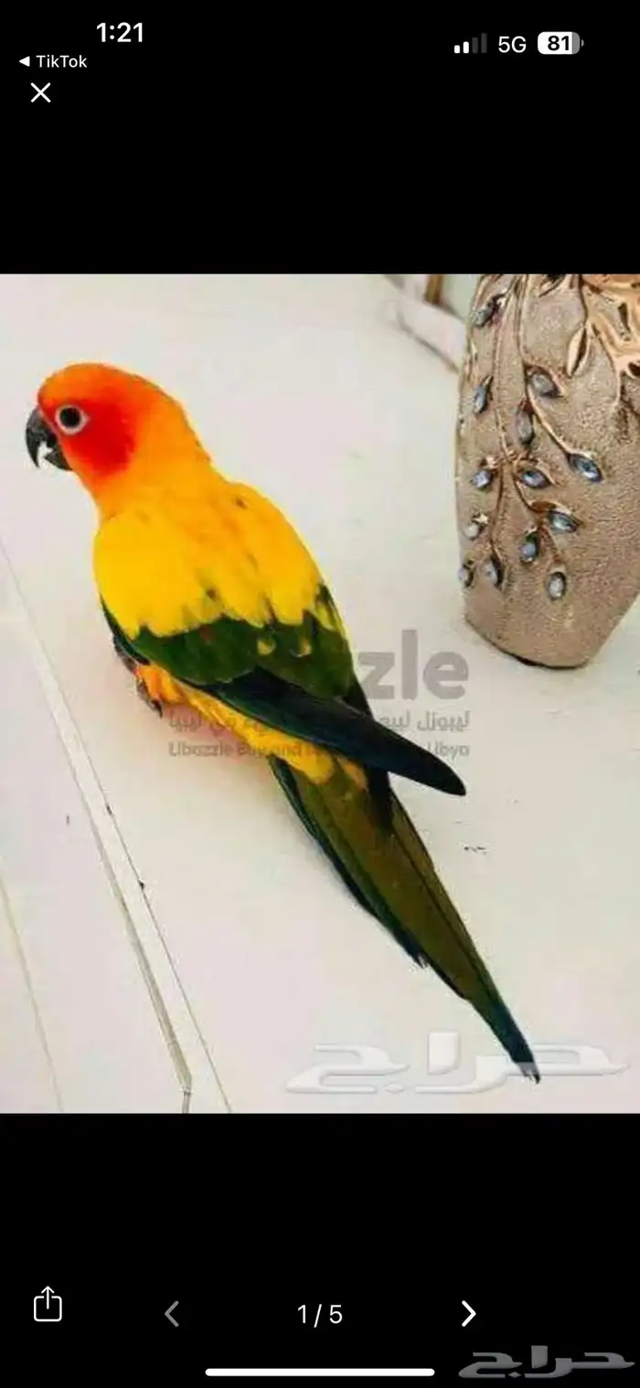 فرخ صن كنيور هدد نهايه فطام 3