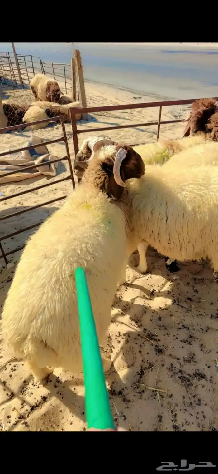 جذعان نعيم بلدي 0