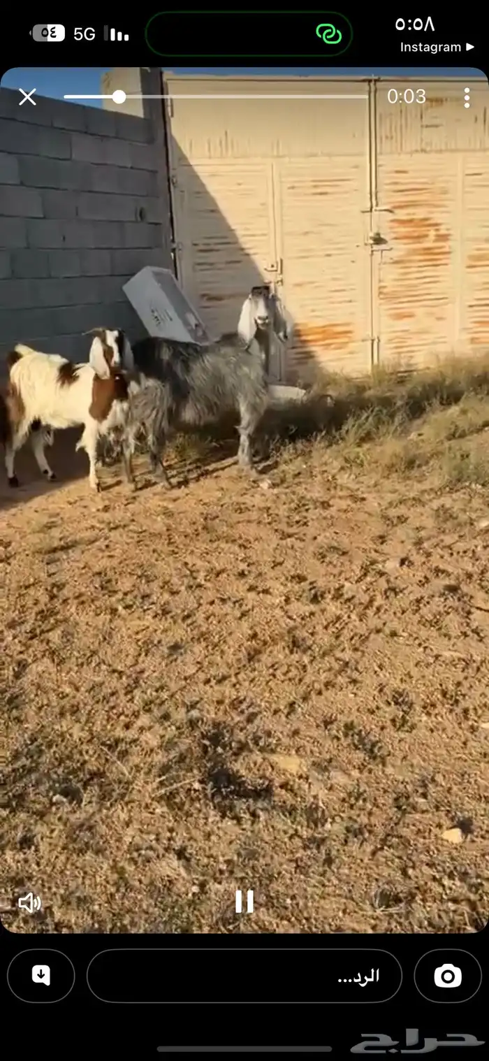 عنز دافع بثنين جبره وطيبه جدا منوة القناي 1