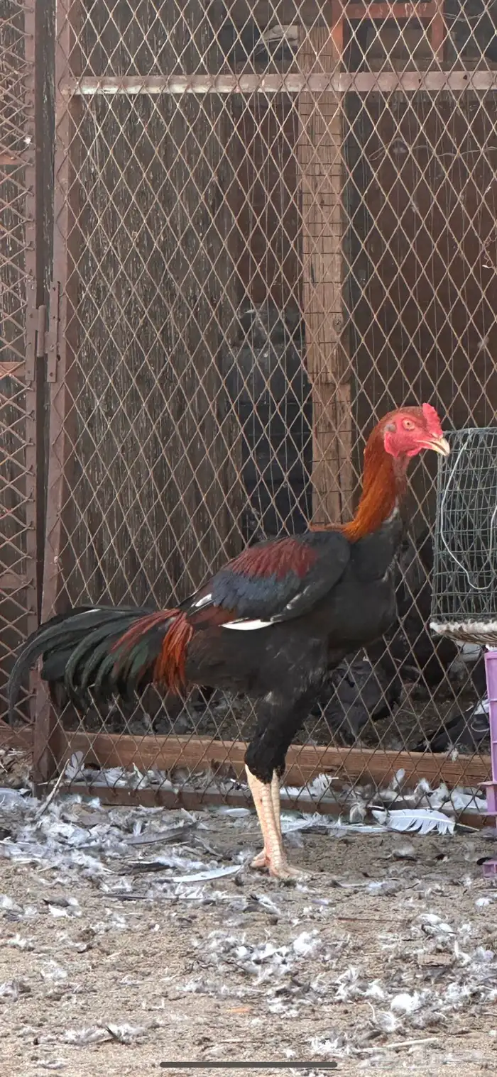 دجاج باكستاني 2