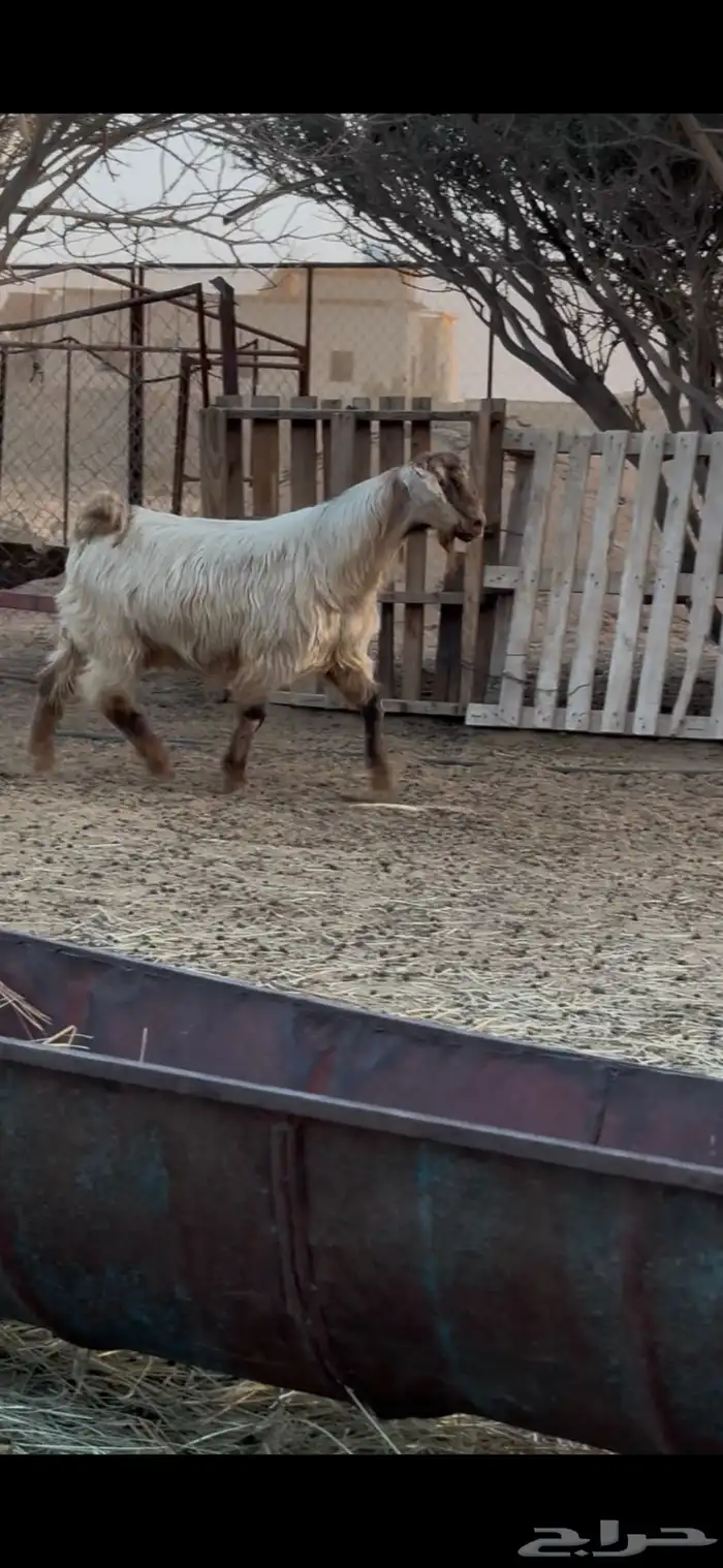 فحل مصري صافي 1