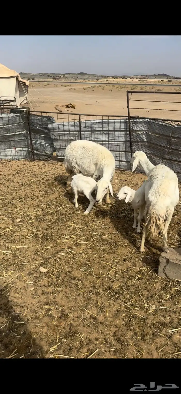 غنم مقاني متابيع السوم 1450 0