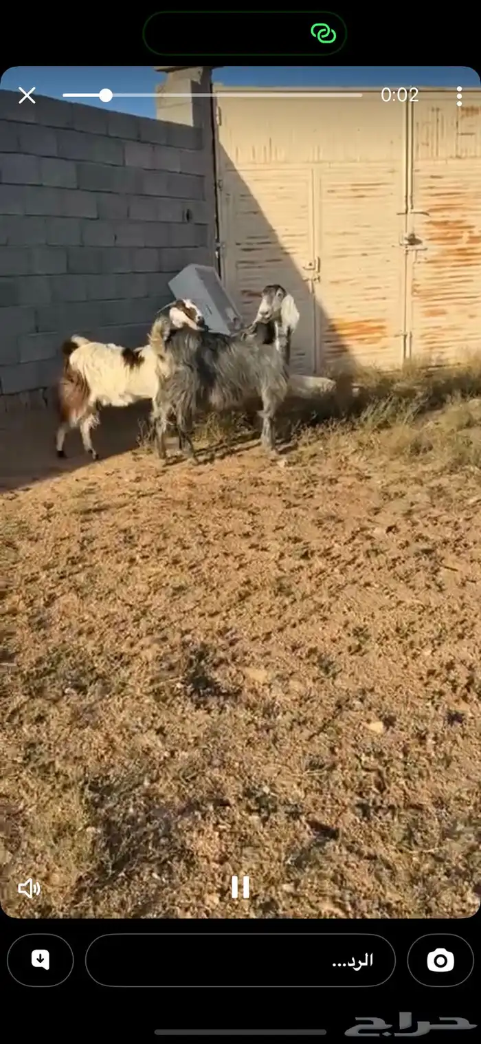 عنز دافع بثنين جبره وطيبه جدا منوة القناي 0