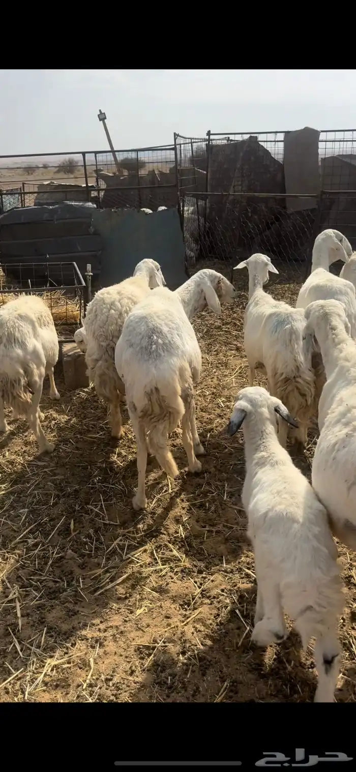غنم مقاني متابيع السوم 1450 3