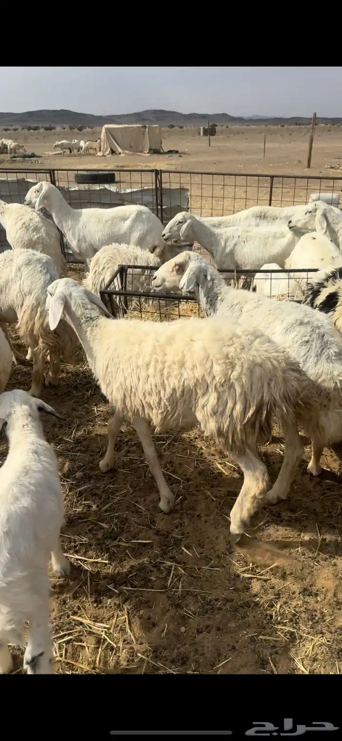 غنم مقاني متابيع السوم 1450 1