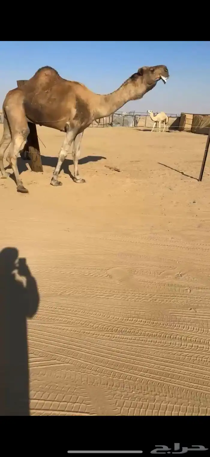 فحل احمر كفو جدا 1