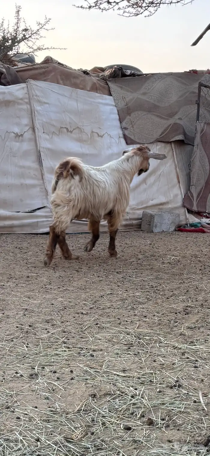 فحل مصري صافي 3