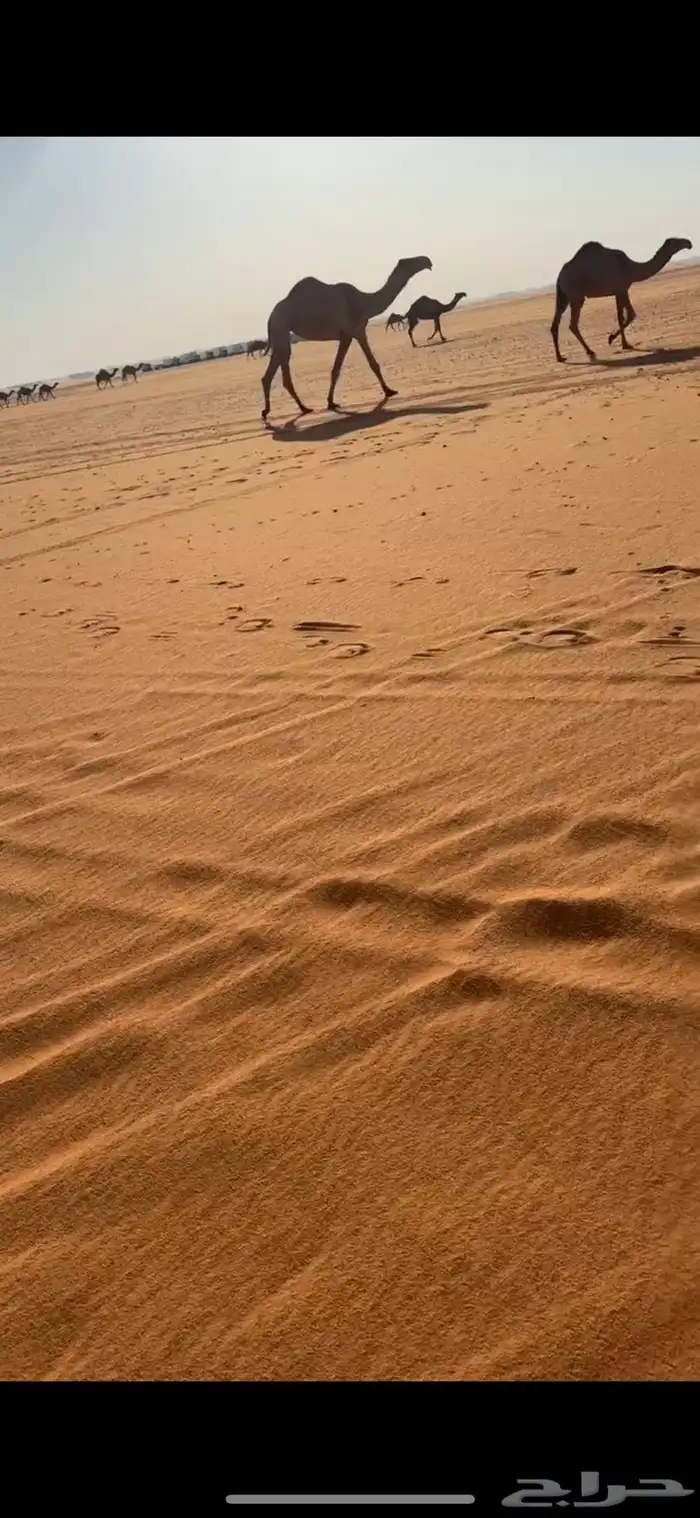 ناقه شعلا ضريبه 1