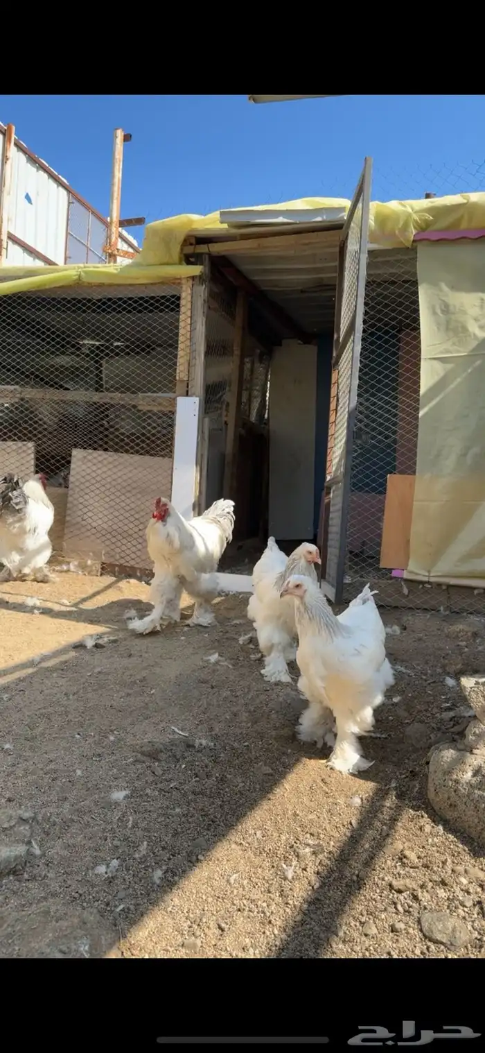 صوص براهما 6