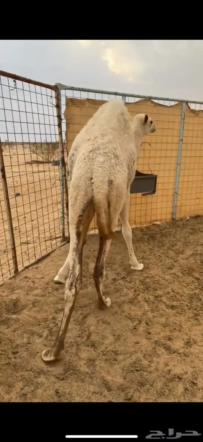 بكره للبيع 1