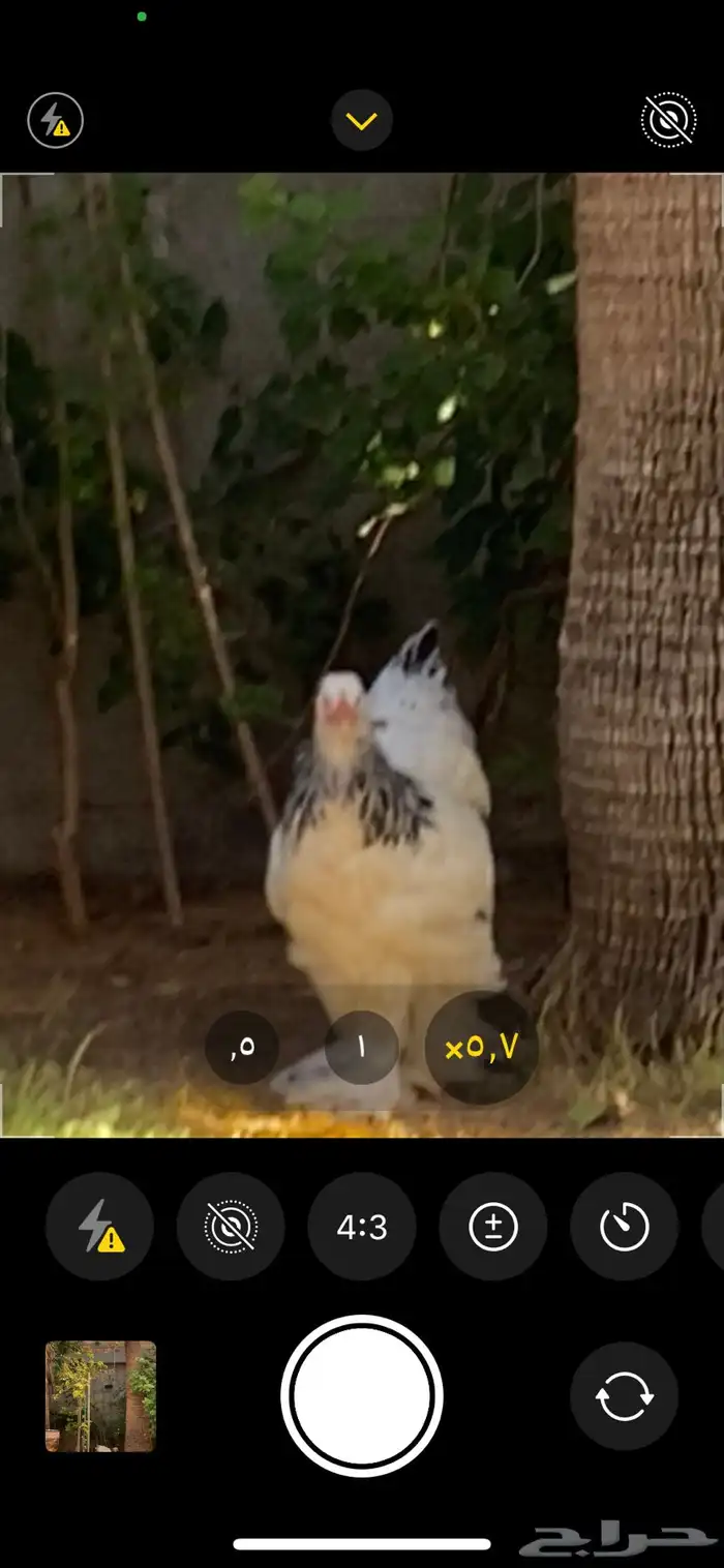 دجاجه كلمبيه انتاج خوارج (كونك ) 1