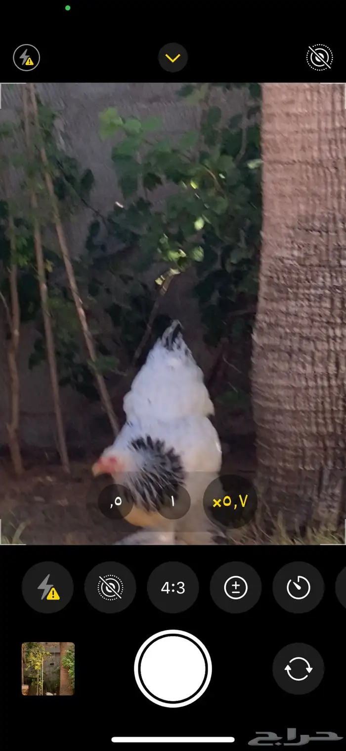 دجاجه كلمبيه انتاج خوارج (كونك ) 0