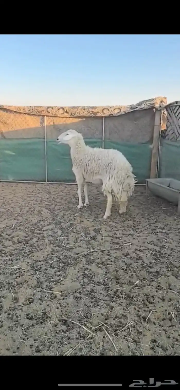 شاه حريه حايل 0