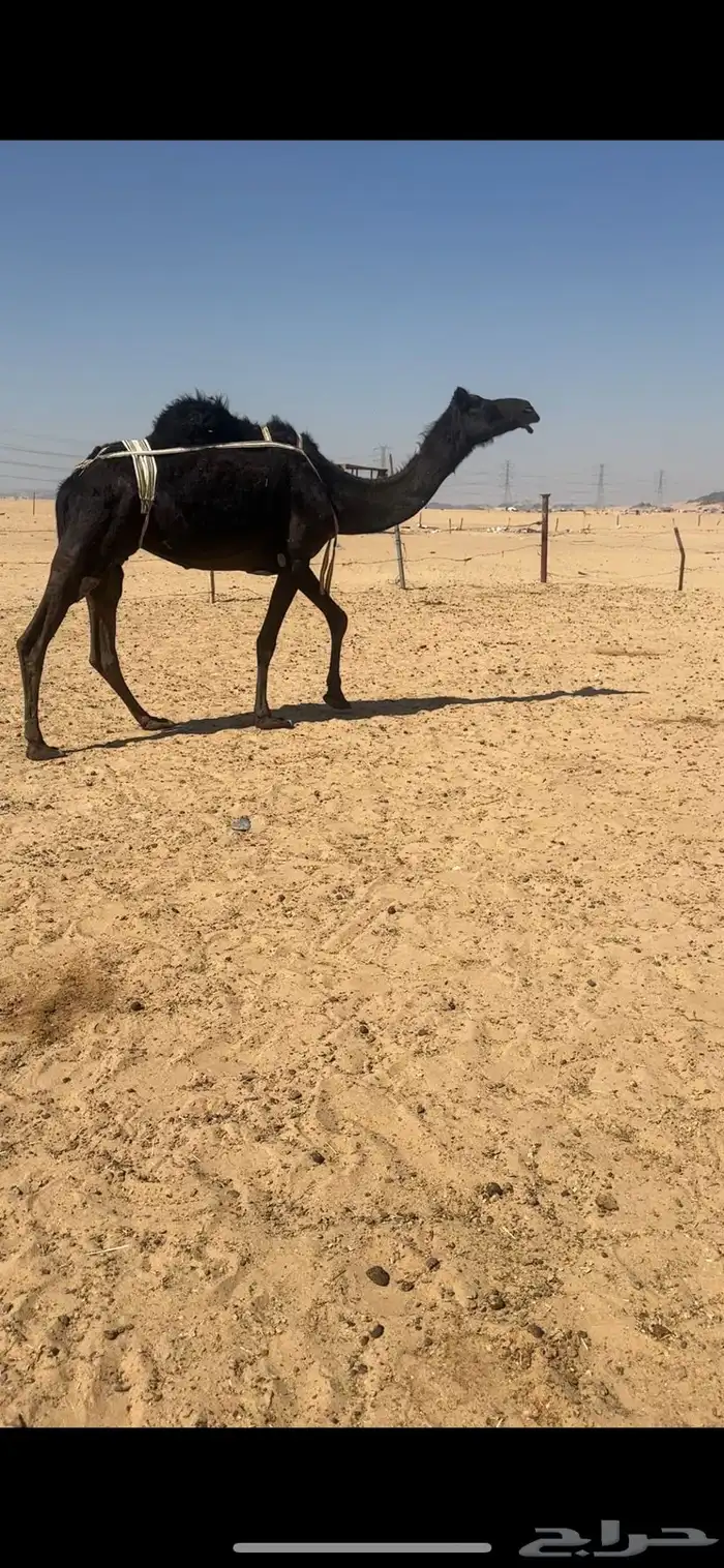 ضروبه مجهم غرابيه كفوو 1